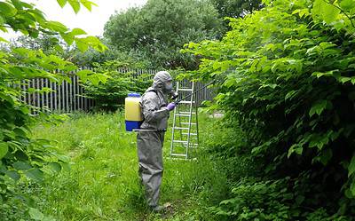 The Future of Japanese Knotweed Control: New Techniques and Technologies