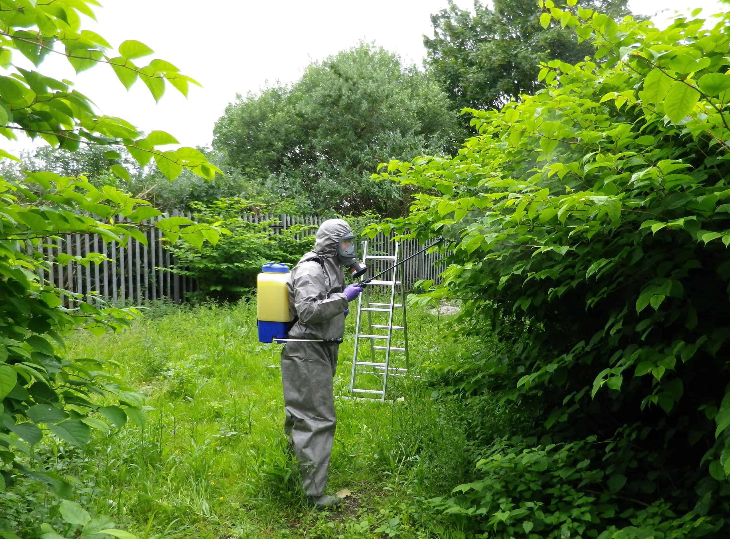 The Future of Japanese Knotweed Control: New Techniques and ...