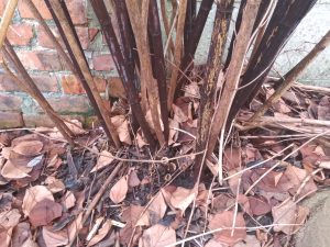 Winter appearance of Japanese Knotweed crown with the previous dead brown canes