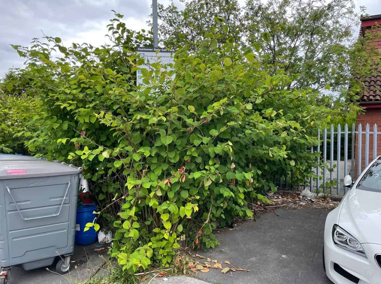 Japanese Knotweed Explained 2025 - Japanese Knotweed Plus