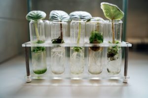 Plants in a test tube