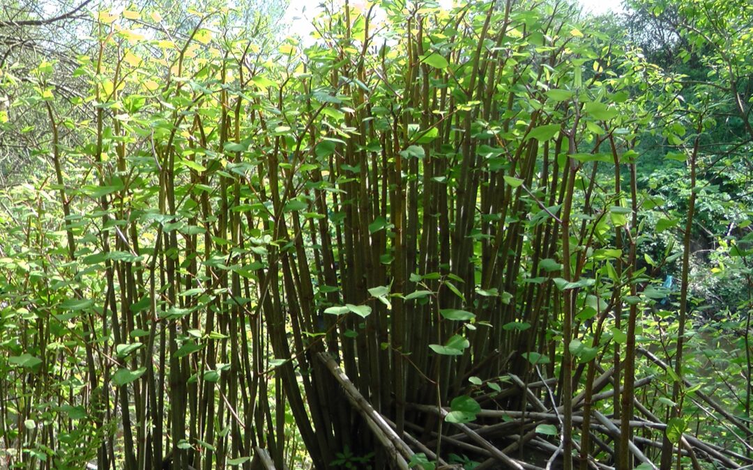 Large Japanese knotweed plant in a garden