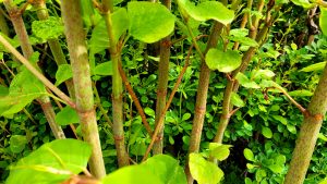 Japanese knotweed stems speckled