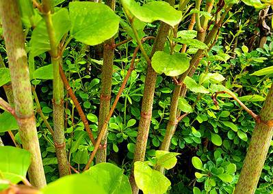 Speckled Japanese knotweed stems in June