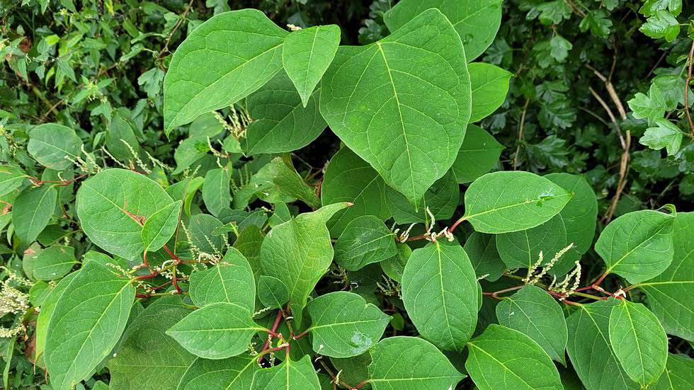 The Ultimate Guide to Japanese Knotweed 2025 2025 - Japanese Knotweed Plus