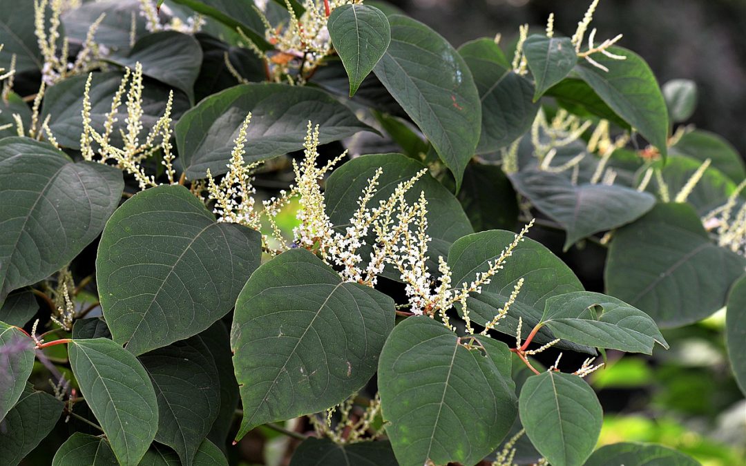Can Japanese Knotweed grow from seed ?