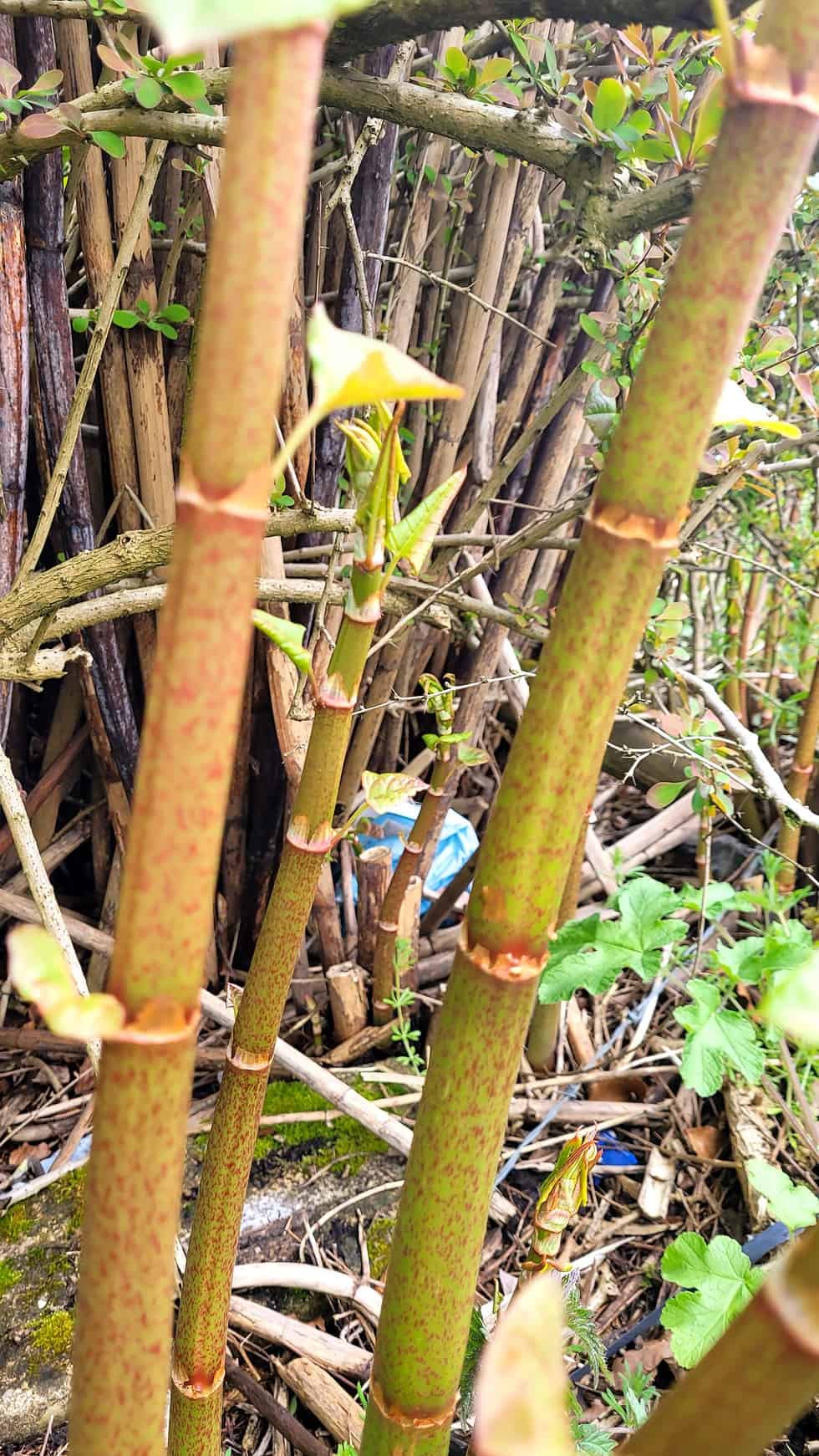 Does cutting Japanese knotweed make it spread? 2024 Japanese Knotweed