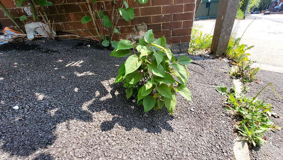 Can you suffocate knotweed? 2024 Japanese Knotweed Plus