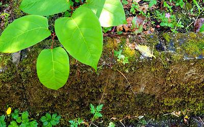 How do I know if my property has Japanese knotweed?