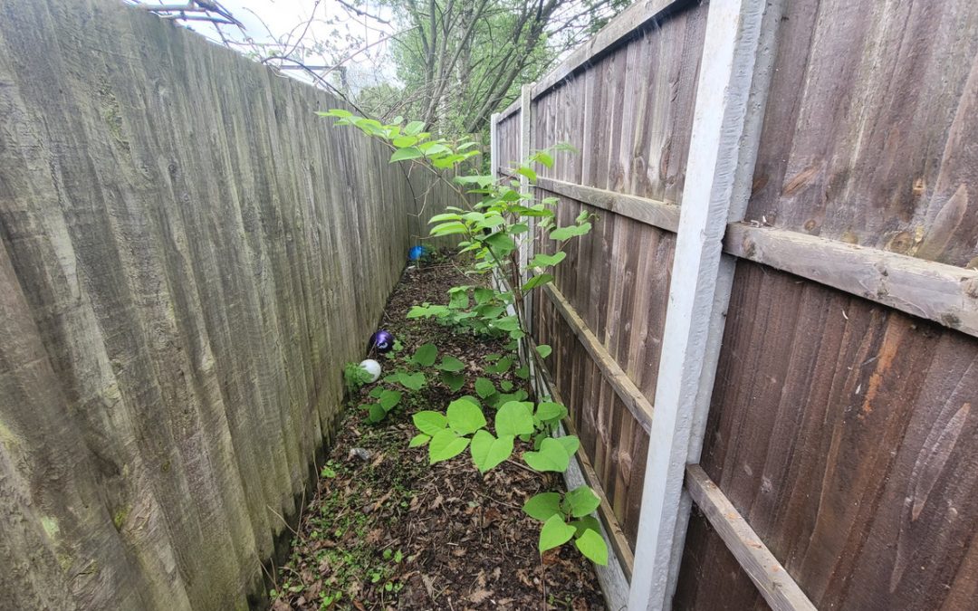 The Most Sustainable Approaches to Japanese Knotweed Management