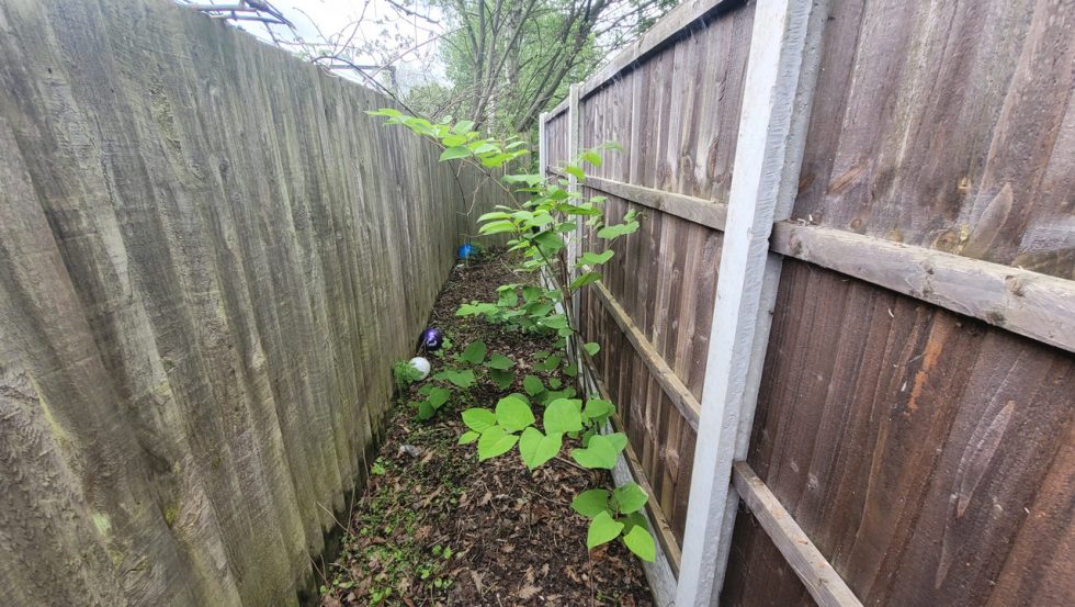 The Most Sustainable Approaches to Japanese Knotweed Management 2025 ...
