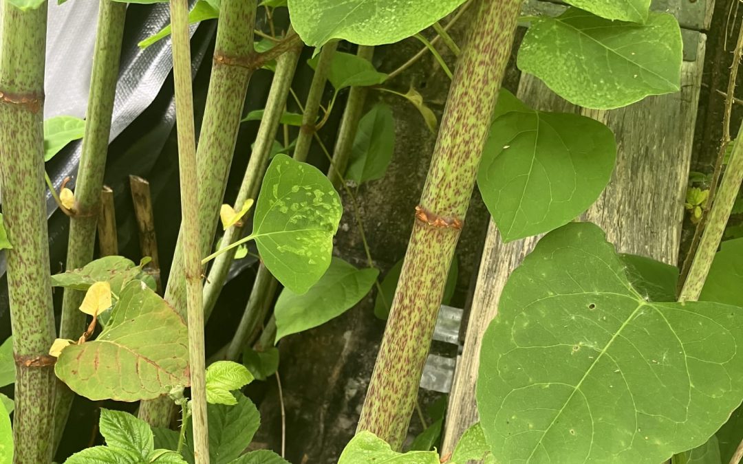 The Future of Japanese Knotweed: What Can We Expect in the Coming Years