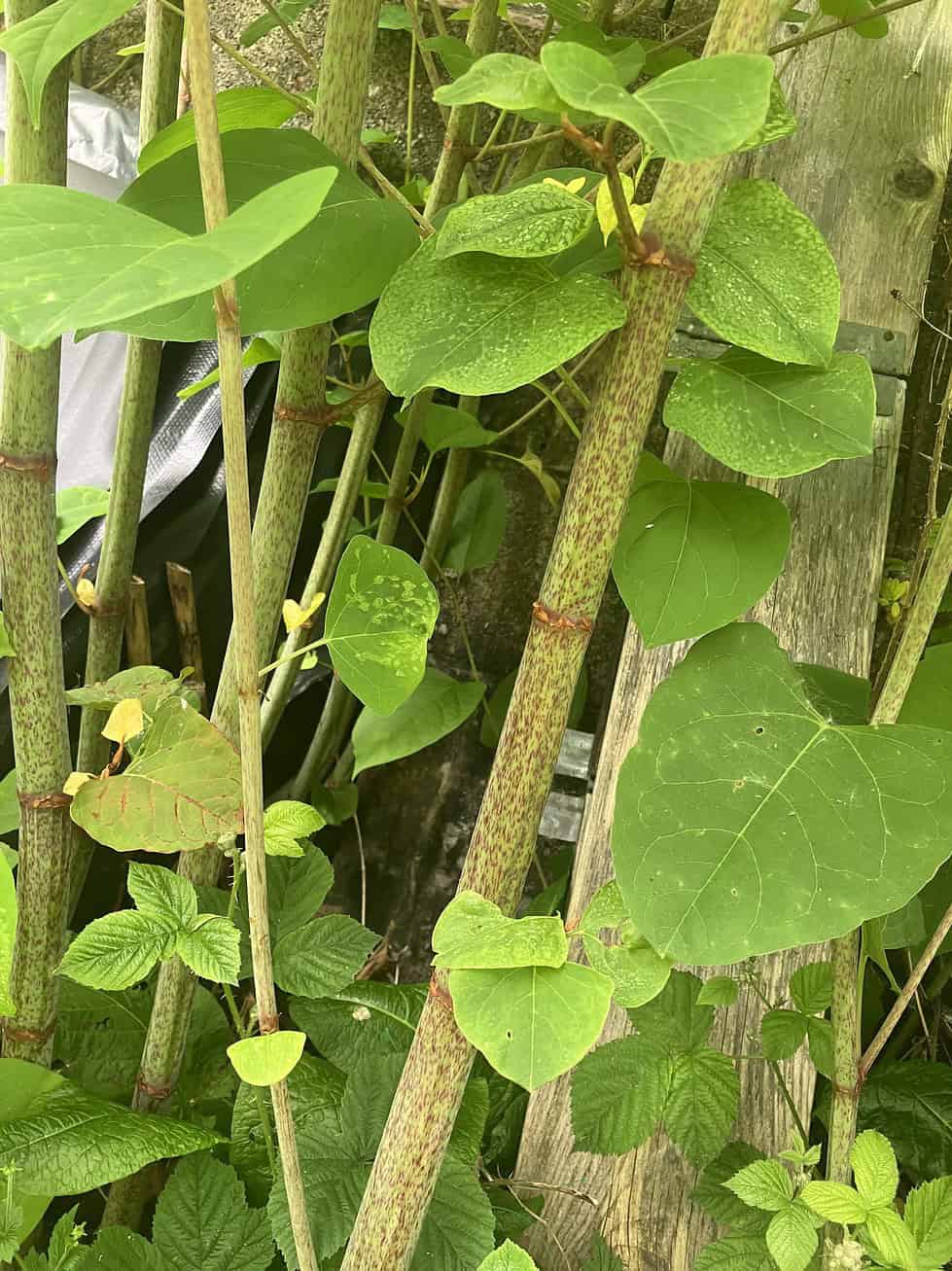 The Future of Japanese Knotweed What Can We Expect in the Coming Years