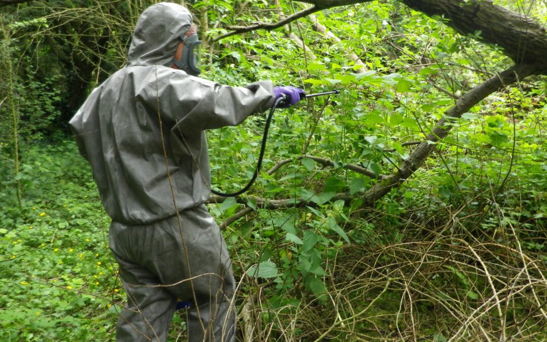 a man in full grey PPE uniform spraying a very large stand of Japanese knotweed