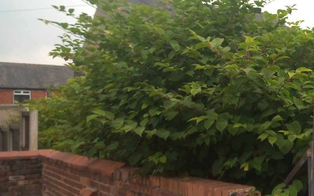 Giant Knotweed in a back garden