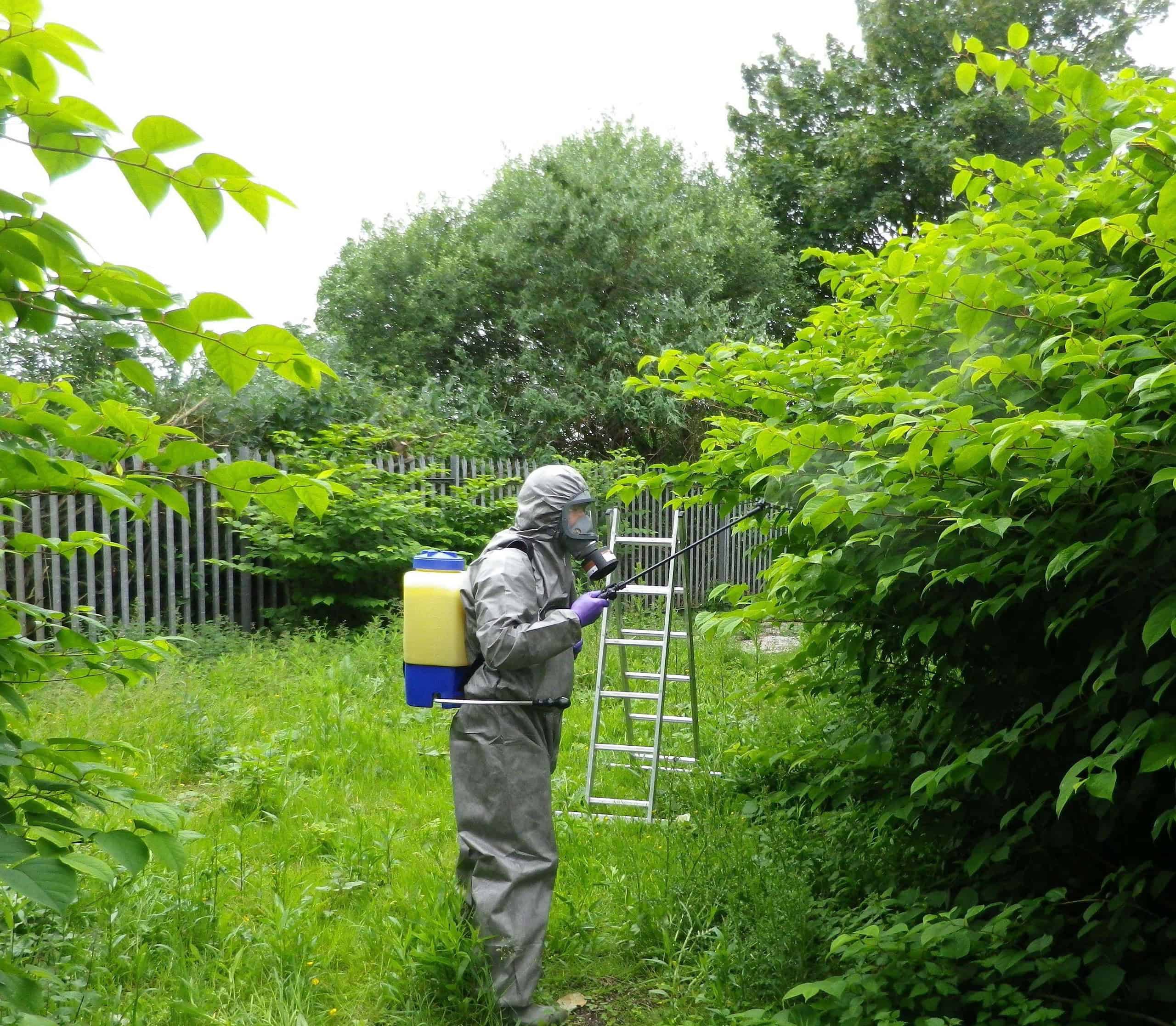 Can you suffocate knotweed? Japanese Knotweed Plus