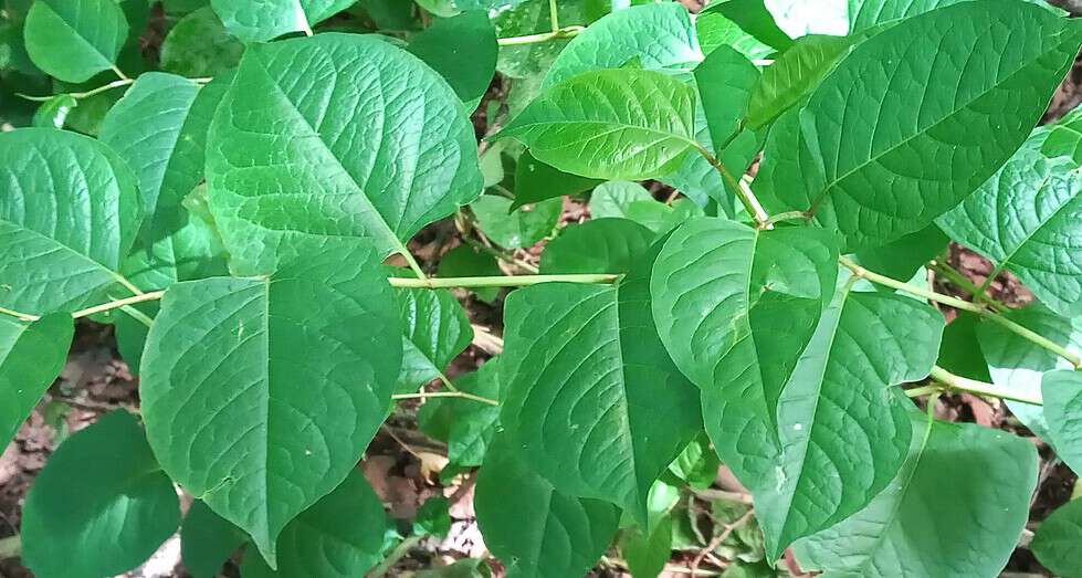 The Science Behind Japanese Knotweed Understanding its Biology and