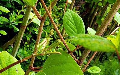 Where is Japanese knotweed growing in the UK?