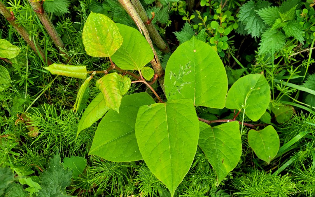 The Most Common Myths About Japanese Knotweed Debunked