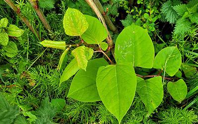 The Most Common Myths About Japanese Knotweed Debunked