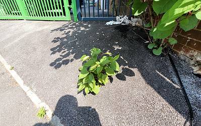 How deep do Japanese knotweed roots go?