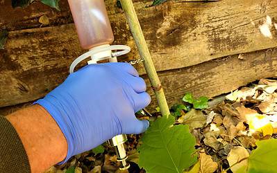 Can you permanently get rid of knotweed?