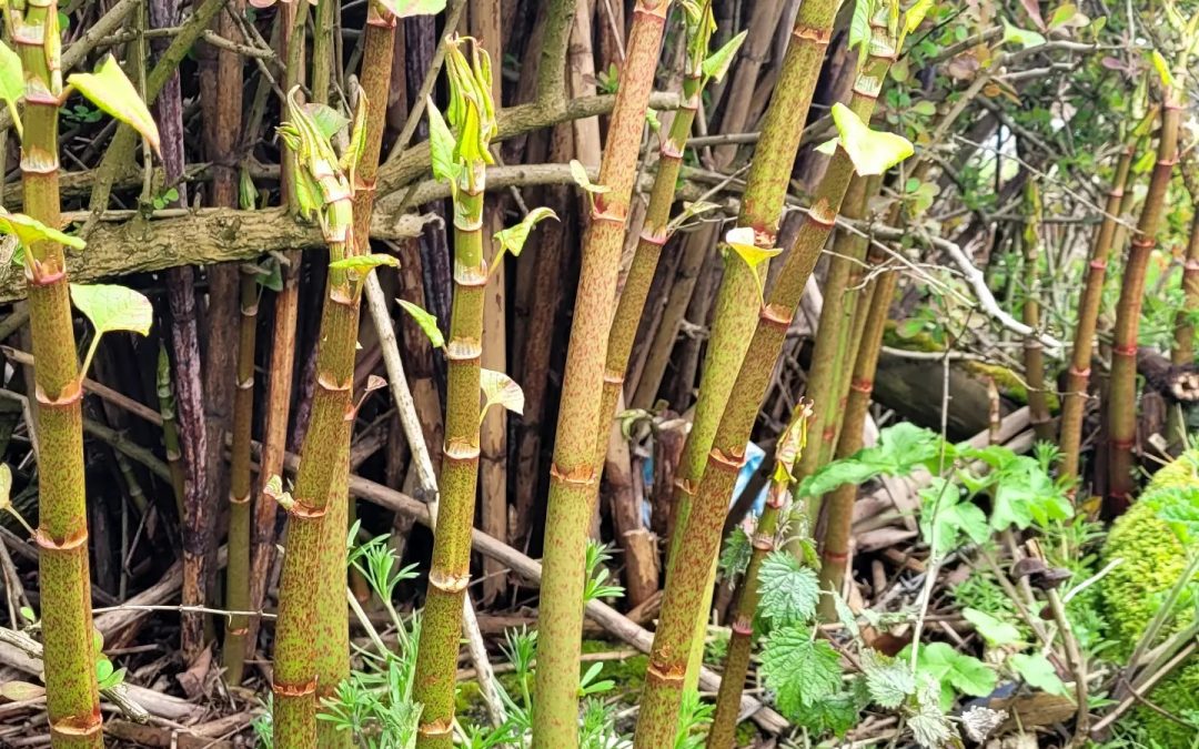 Is it possible to eat Japanese knotweed