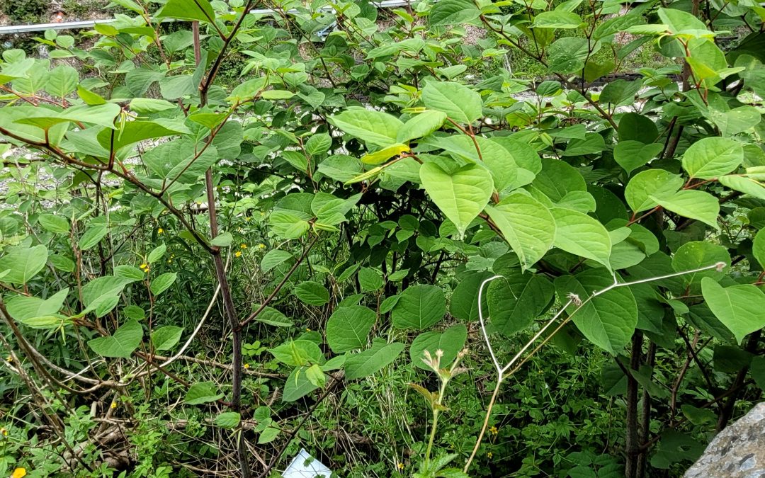 Japanese Knotweed: What You Need to Know and How to Deal with it