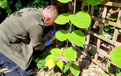 Where Did Japanese Knotweed Originate From ?