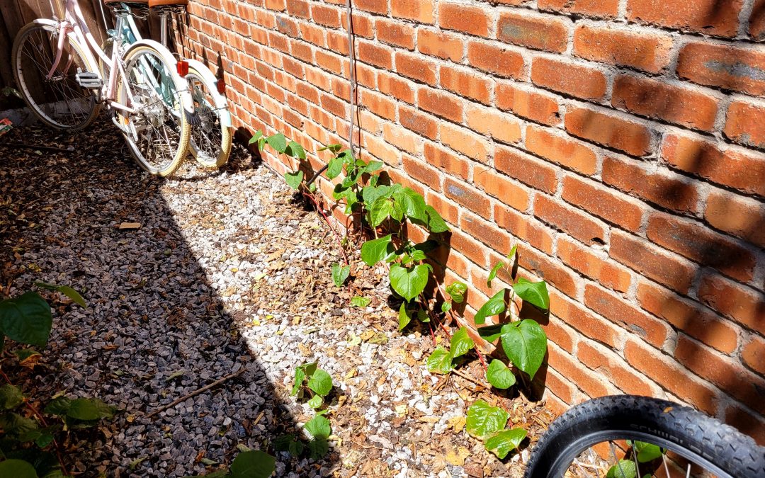 The Top 10 Reasons Why Japanese Knotweed is a Threat to Your Property