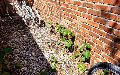 The Top 10 Reasons Why Japanese Knotweed is a Threat to Your Property