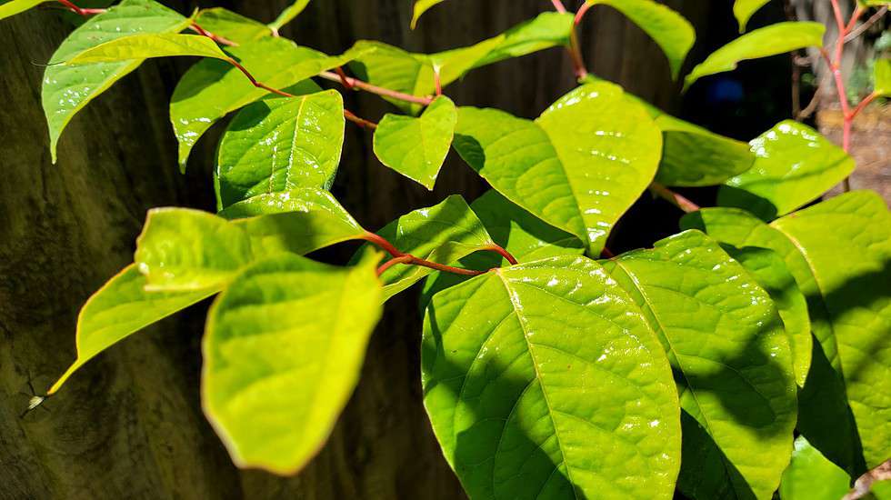 Japanese knotweed used in Medicine 2024 Japanese Knotweed Plus