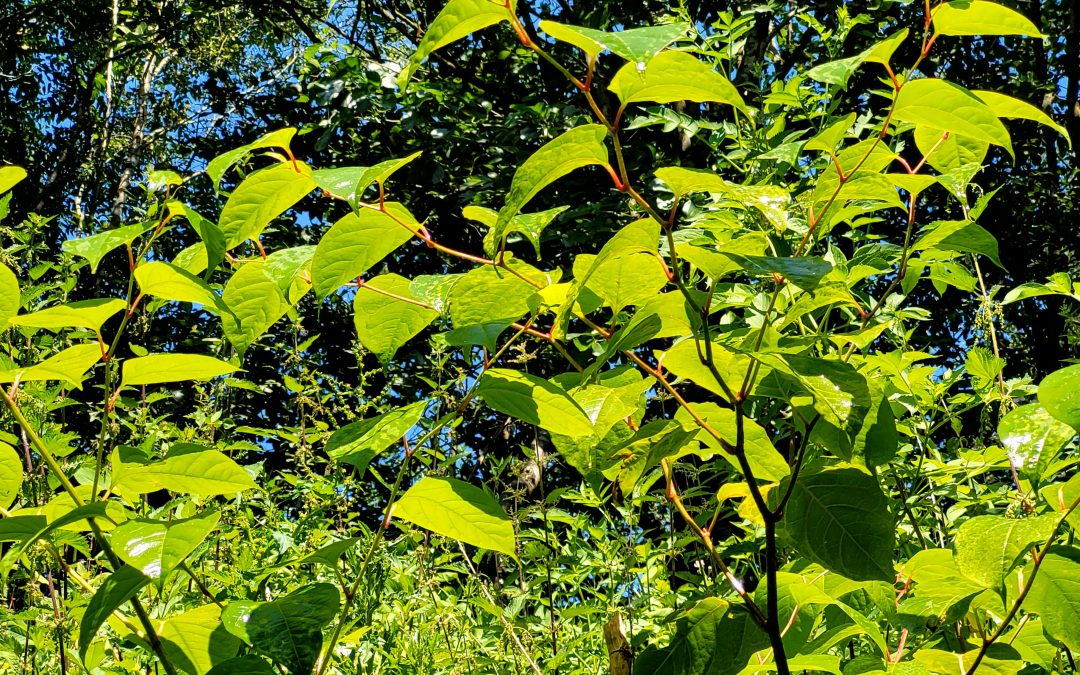 What are the positive effects of Japanese knotweed?