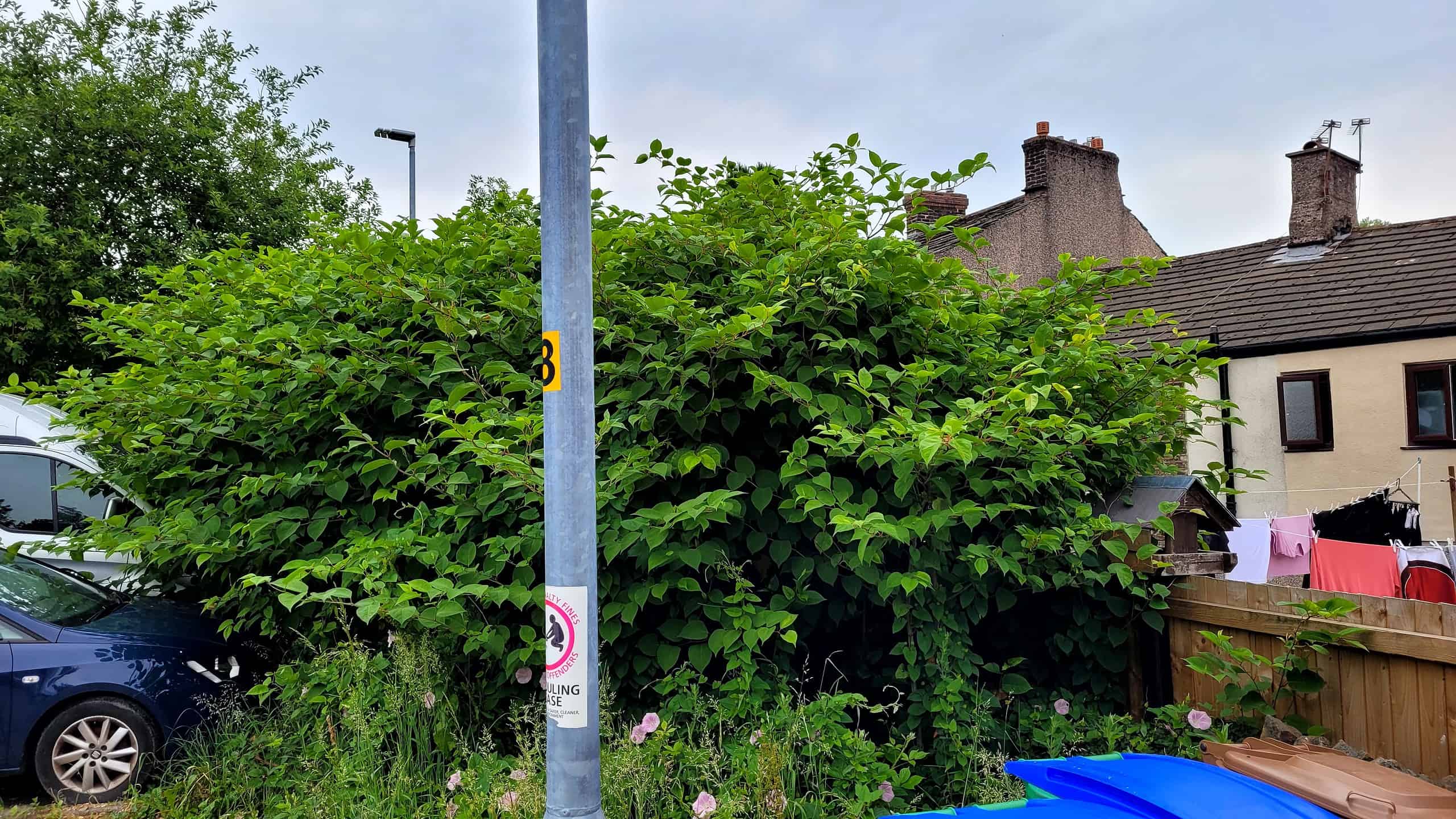 Can you put Japanese knotweed in the bin? 2024 Japanese Knotweed Plus