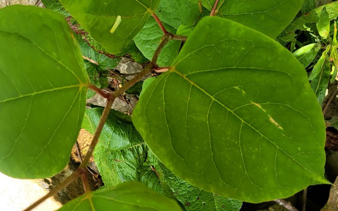 What to do if you find Japanese knotweed in UK?