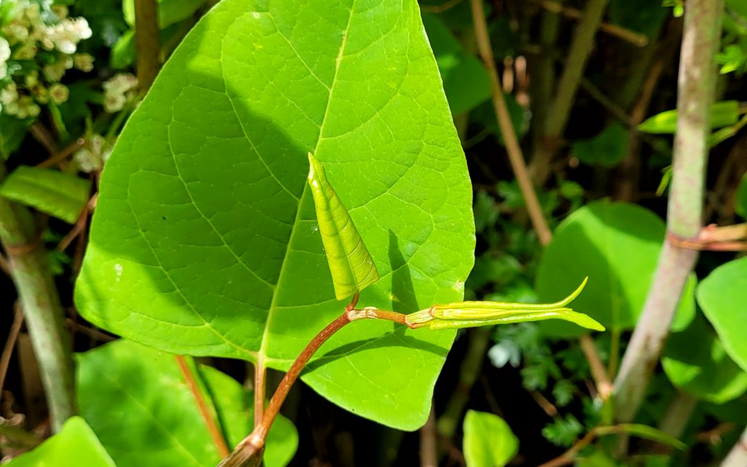 What is the natural enemy of Japanese knotweed?