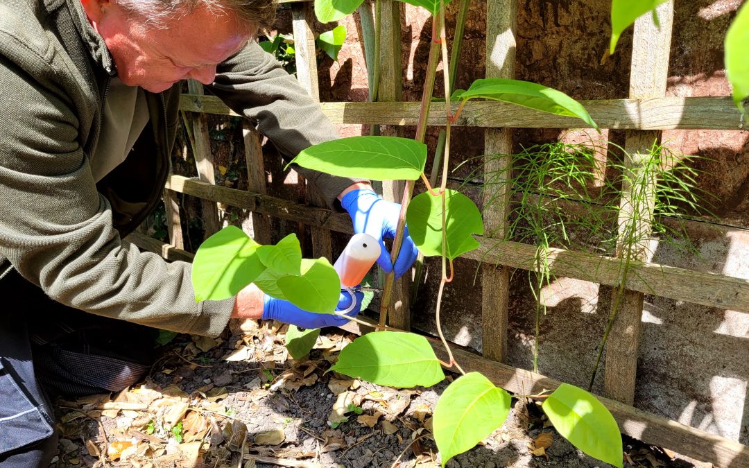 Why is Japanese knotweed so bad in the UK?
