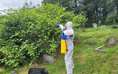 Japanese Knotweed Removal in Manchester