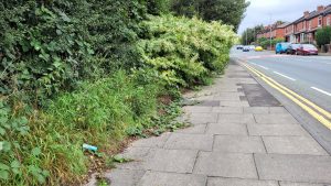 Japanese knotweed taking over a path