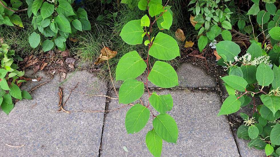 Should I pull up Japanese knotweed 2024 Japanese Knotweed Plus