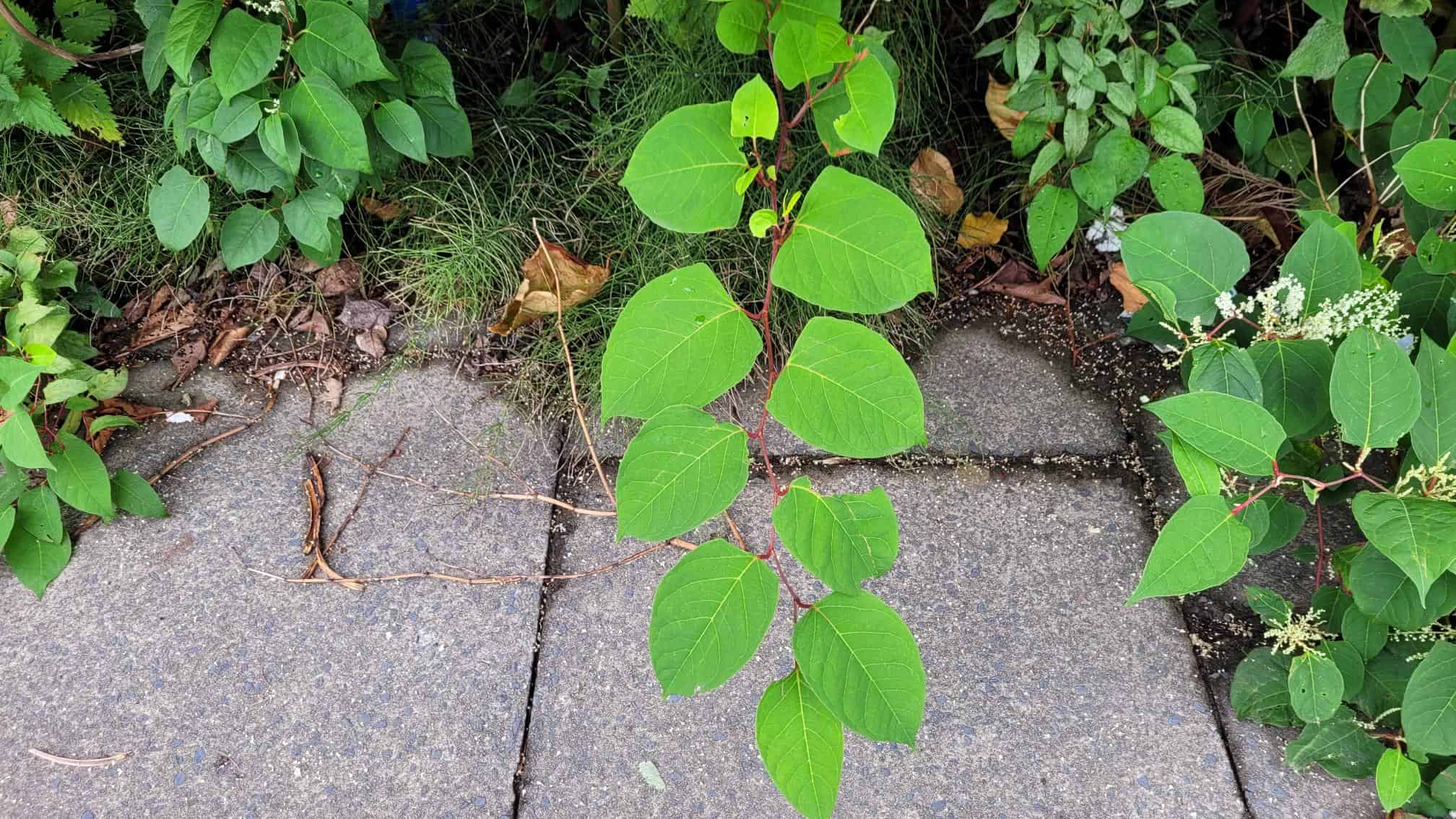 Should I pull up Japanese knotweed 2024 Japanese Knotweed Plus