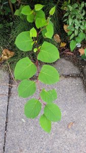 Hart shaped leaves