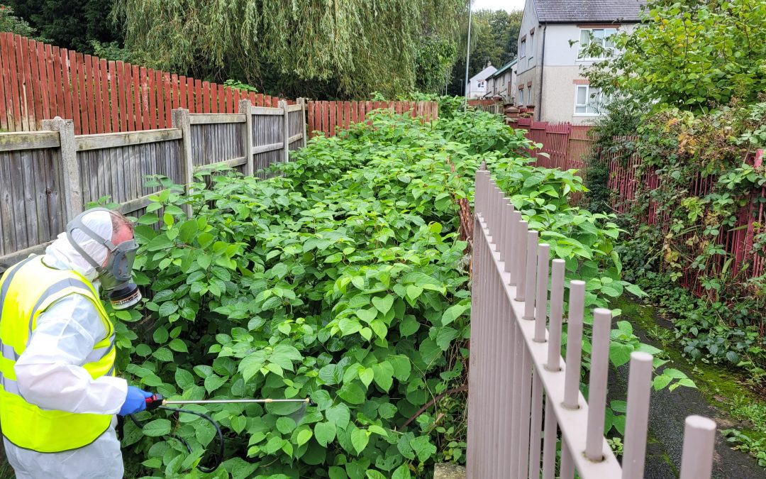 What time of year do you treat knotweed?