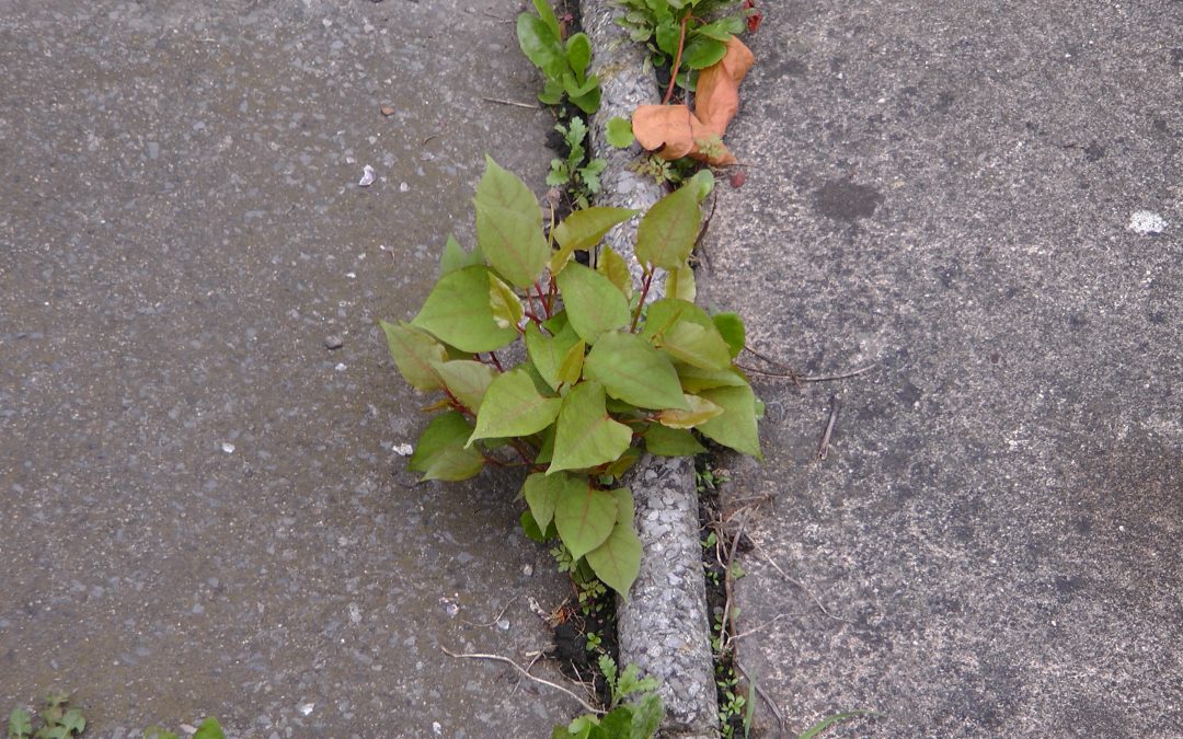 Japanese knotweed growing through a crack in concrete