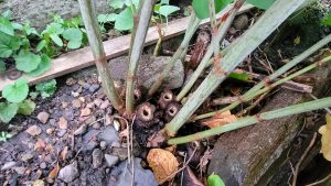 How do I know if I have knotweed?