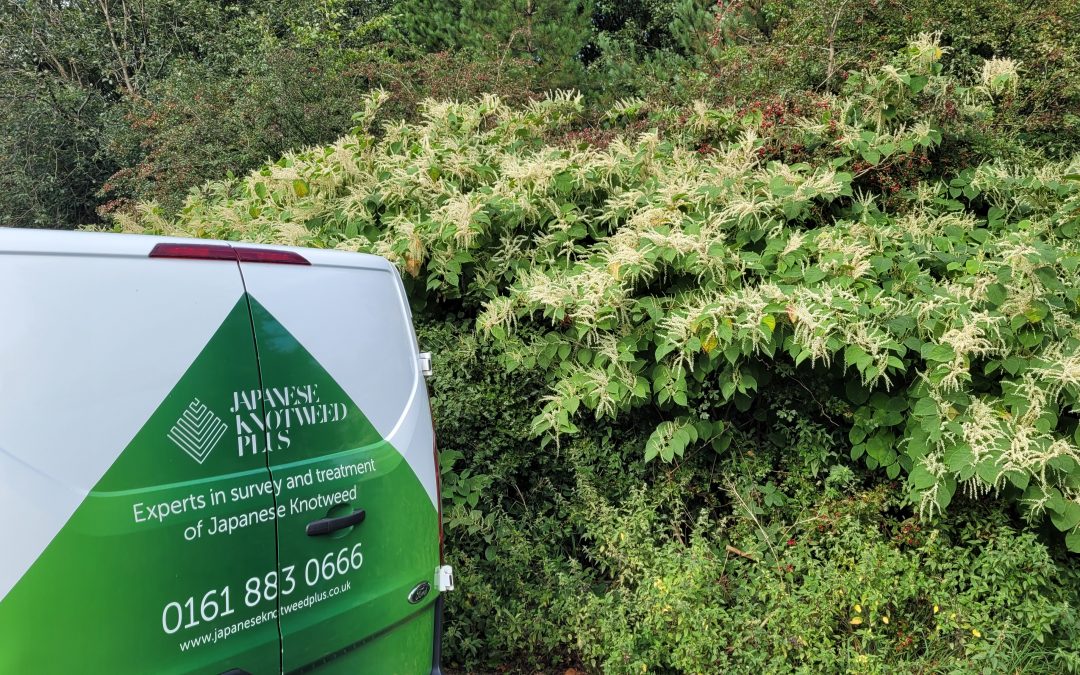 What does Japanese knotweed survey cover?