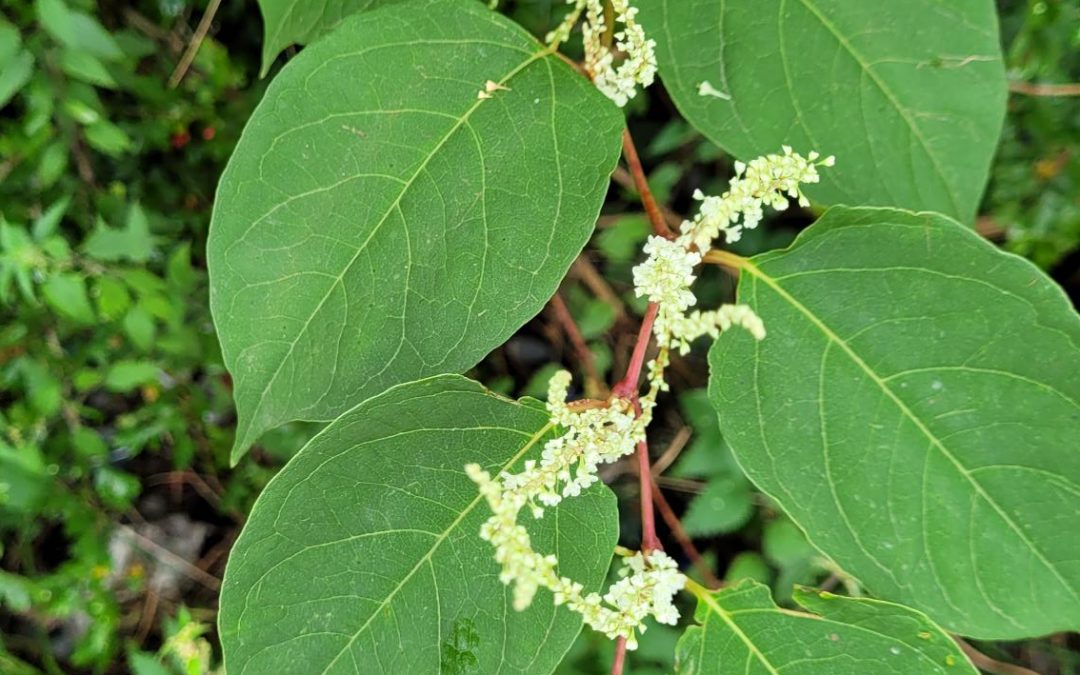 How serious is Japanese knotweed?