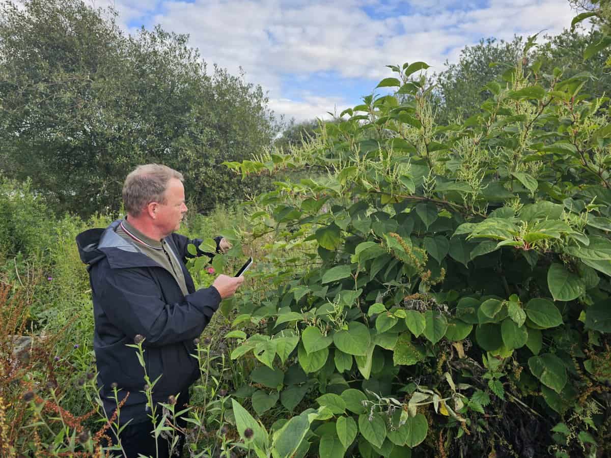 Seasonal Guide to Japanese Knotweed Control 2025 - Japanese Knotweed Plus