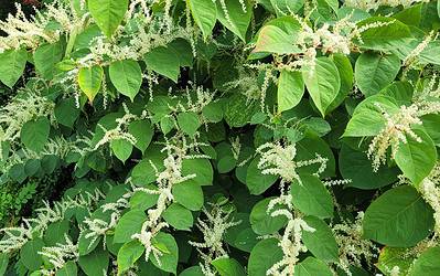 How to Spot Japanese Knotweed: A Visual Guide