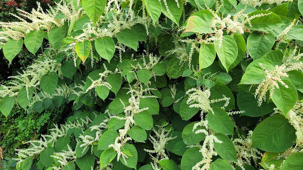 How to Spot Japanese Knotweed: A Visual Guide 2025 - Japanese Knotweed Plus